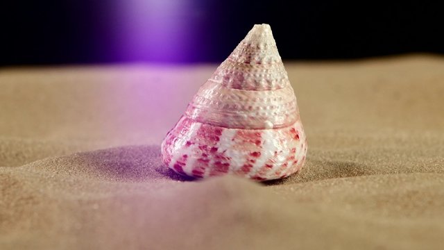Little sea shells with sand and back light, rotation, on black