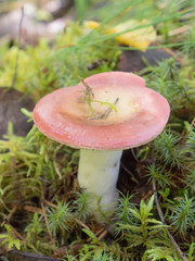 pink russula