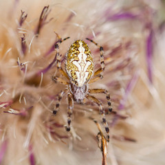 Small spider hiding in a flower