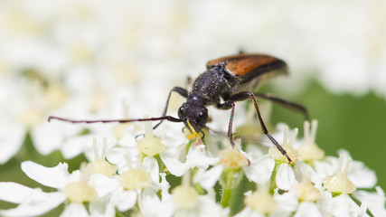 Insect on flower