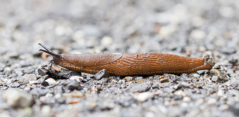 Naked slug climb on a floor