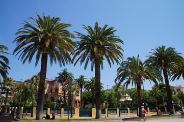 Fototapeta na wymiar palmiers