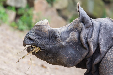 Fototapeta premium Close-up of an Indian rhino