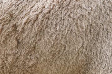 Camel fur