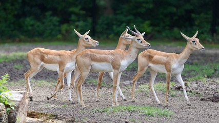 Young antilopes