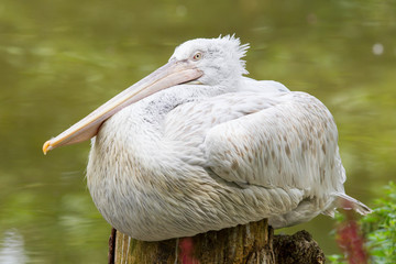 Portrait of a Dalmatian Pelican