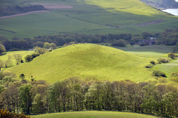 Cattle grazing on hillock near Swyre Head in Dorset