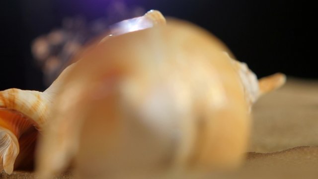 Lot of different sea shellsand starfish on beach sand, black