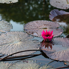 Pink exotic water lilies in tropical pond Tobago square