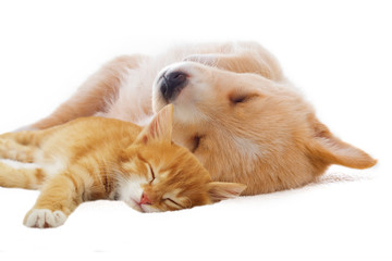 Fototapeta premium kitten and puppy