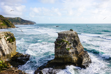 Gannet colony at Muriwai