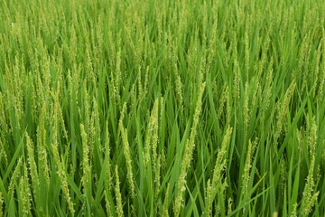 稲の花／山形県の庄内地方で、稲の花が咲き始めた田園風景を撮影した写真です。