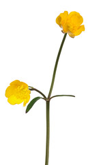 golden buttercup two blooms on stem