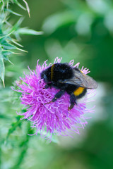 Hummel auf einer rosa Distel