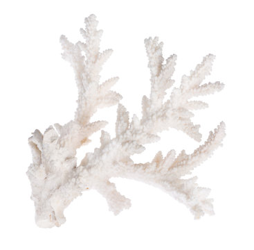 white color isolated coral branch
