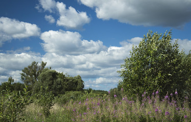 Obraz premium Bushes and blue sky