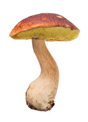 large old cep mushroom isolated on white