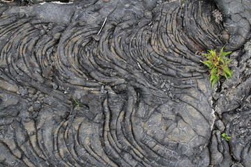 lave cord&eacute;e de type hawa&iuml;en, &icirc;le de la R&eacute;union
