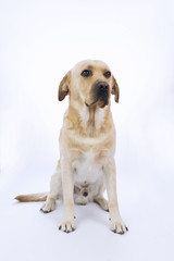 Labrador con orecchie abbassate su sfondo bianco