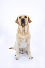 Labrador su sfondo bianco