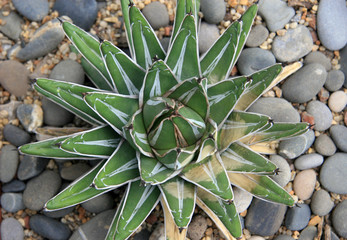 Fototapeta premium Agave / Type of agaves on sandy soil