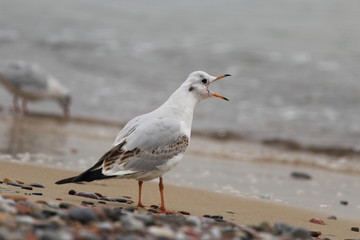 Seagull