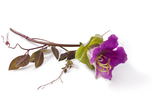 Cobaea scandens isolated on a white background
