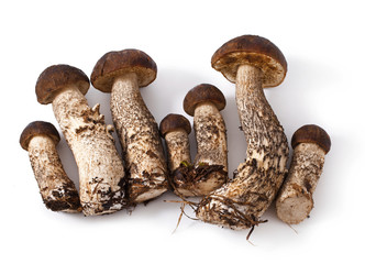 fresh mushrooms isolated on white background.
