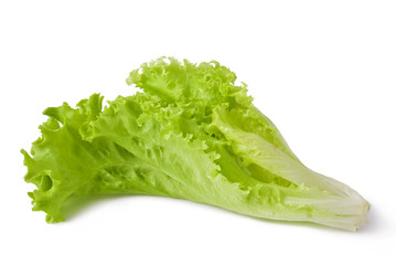 wet lettuce on the white background