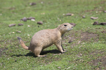cynomys