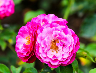 Pair of pink roses in a garden