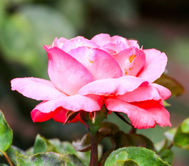 Bright pink rose in a garden