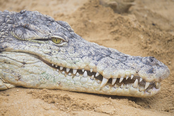 nile crocodile
