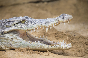 Obraz premium nile crocodile