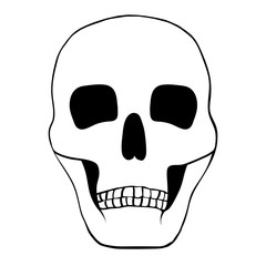 Illustration of a human skull.