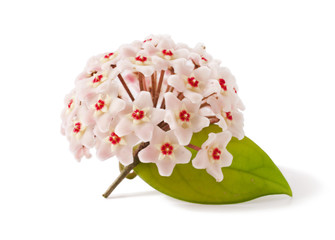 inflorescence of pink hoya carnosa Isolated on a white background
