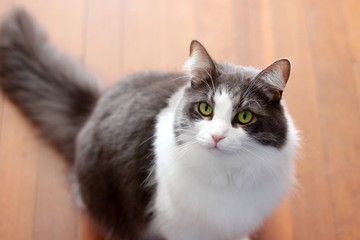 Grey and White Cat With Green Eyes