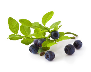 ripe fresh blueberry on a white background 