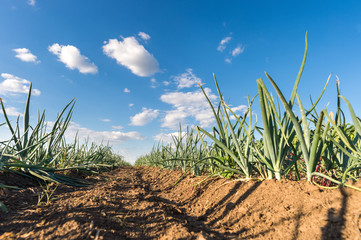  Onion field