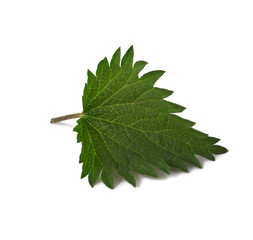 Fototapeta premium One Young stinging nettle leaf close up isolated on white background