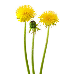 Flowers and a bud of dandelion (Taraxacum officinale), isolated on white background