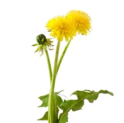 Fotobehang Flowers and a bud of dandelion (Taraxacum officinale), isolated on white background © multik79