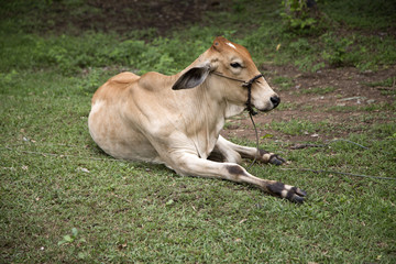 Naklejka na ściany i meble calf lying on the grass