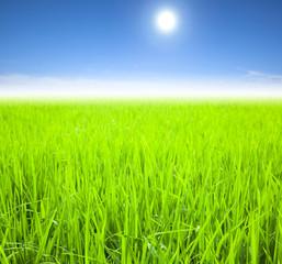 Fototapeta na wymiar green rice field on the summer morning