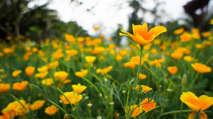 a lot of Yellow flower, Queen Sirikit Botanicgarden in chiangmai, thailand