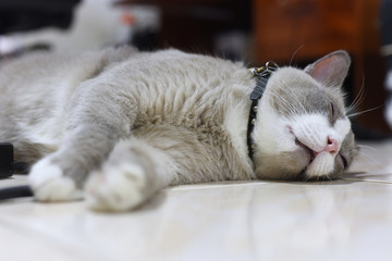 closed up the fatty grey cat is sleeping on a floor