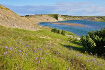 Summer flowering tundra landscape (Yamal peninsula, Russia)  - 90528943