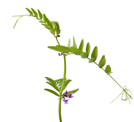 Vicia cracca flowers isolated on white background