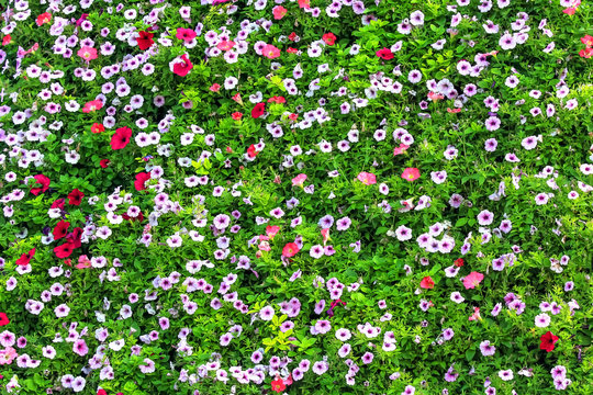 Colorful Petunia background