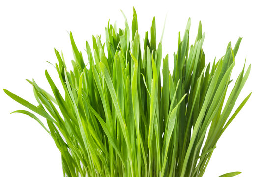 fresh green grass, oat sprouts, close up, isolated on white back